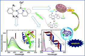Graphical abstract: Novel half-sandwich iridium(iii) imino-pyridyl complexes showing remarkable in vitro anticancer activity
