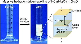 Graphical abstract: Massive hydration-driven swelling of layered perovskite niobate crystals in aqueous solutions of organo-ammonium bases