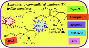 Graphical abstract: Synthesis, characterization and biological activity of new cyclometallated platinum(iv) iodido complexes