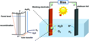 Graphical abstract: Enhanced photoelectrochemical water oxidation performance of a hematite photoanode by decorating with Au–Pt core–shell nanoparticles