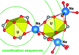 Graphical abstract: Crystal structures of uranyl complexes with isobutyrate and isovalerate anions