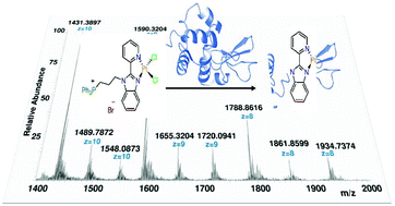 Graphical abstract: Lysozyme and DNA binding affinity of Pd(ii) and Pt(ii) complexes bearing charged N,N-pyridylbenzimidazole bidentate ligands