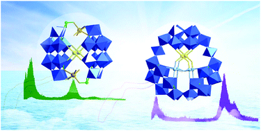 Graphical abstract: Dimethyltin-functionalized cyclic selenotungstates based on {Se2W12} units