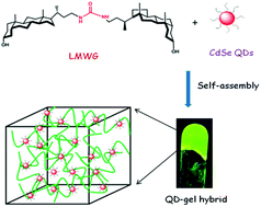 Graphical abstract: A self-assembled CdSe QD–organogel hybrid: photophysical and thermoresponsive properties