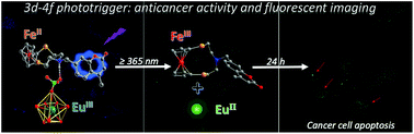 Graphical abstract: A ferrocene∩europium assembly showing phototriggered anticancer activity and fluorescent modality imaging