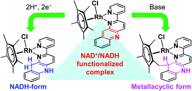 Graphical abstract: Electrochemical behavior of a Rh(pentamethylcyclopentadienyl) complex bearing an NAD+/NADH-functionalized ligand