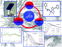 Graphical abstract: The influence of pseudohalide ligands on the SIM behaviour of four-coordinate benzylimidazole-containing cobalt(ii) complexes