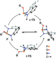 Graphical abstract: Mechanistic insights into the tropo-inversion of the biphenyl moiety in chiral bis-amido phosphites and in their palladium(ii) complexes
