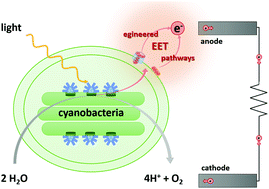 Graphical abstract: A synthetic biology approach to engineering living photovoltaics