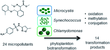 Graphical abstract: Exploring micropollutant biotransformation in three freshwater phytoplankton species