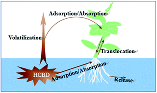 Graphical abstract: Bioaccumulation of hexachlorobutadiene in pumpkin seedlings after waterborne exposure