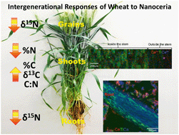 Graphical abstract: Intergenerational responses of wheat (Triticum aestivum L.) to cerium oxide nanoparticles exposure