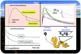 Graphical abstract: Influence of multi-walled carbon nanotubes and fullerenes on the bioaccumulation and elimination kinetics of phenanthrene in geophagous earthworms (Metaphire guillelmi)