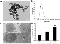 Graphical abstract: ROCK inhibitor Y-27632 attenuated early endothelial dysfunction caused by occupational environmental concentrations of carbon black nanoparticles