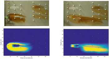 Graphical abstract: Simulation of magnetite nanoparticle mobility in a heterogeneous flow cell