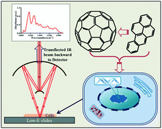 Graphical abstract: Co-exposure of C60 fullerene with benzo[a]pyrene results in enhanced biological effects in cells as determined by Fourier-transform infrared spectroscopy