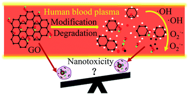 Graphical abstract: Biotransformation of graphene oxide nanosheets in blood plasma affects their interactions with cells