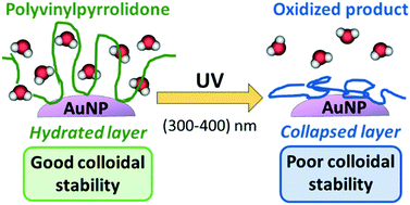 Graphical abstract: Ultraviolet photo-oxidation of polyvinylpyrrolidone (PVP) coatings on gold nanoparticles