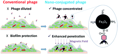 Graphical abstract: Enhanced biofilm penetration for microbial control by polyvalent phages conjugated with magnetic colloidal nanoparticle clusters (CNCs)