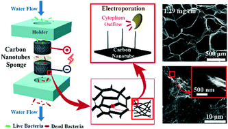 Graphical abstract: Carbon-nanotube sponges enabling highly efficient and reliable cell inactivation by low-voltage electroporation
