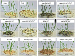 Graphical abstract: Effect of raw and purified carbon nanotubes and iron oxide nanoparticles on the growth of wheatgrass prepared from the cotyledons of common wheat (triticum aestivum)