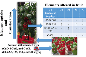 Graphical abstract: Impacts of copper oxide nanoparticles on bell pepper (Capsicum annum L.) plants: a full life cycle study