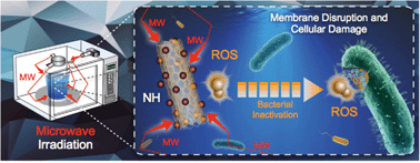 Graphical abstract: Harnessing the power of microwaves for inactivating Pseudomonas aeruginosa with nanohybrids