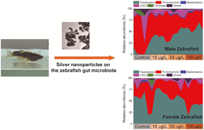 Graphical abstract: Sex dependent effects of silver nanoparticles on the zebrafish gut microbiota