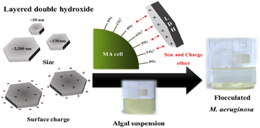 Graphical abstract: Size- and surface charge-controlled layered double hydroxides for efficient algal flocculation
