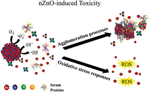Graphical abstract: ZnO nanoparticle preparation route influences surface reactivity, dissolution and cytotoxicity