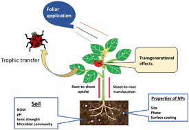 Graphical abstract: Interaction of titanium dioxide nanoparticles with soil components and plants: current knowledge and future research needs – a critical review