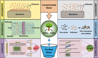 Graphical abstract: Cellulose nanomaterials: promising sustainable nanomaterials for application in water/wastewater treatment processes