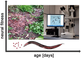 Graphical abstract: Lifetime eco-nanotoxicology in an adult organism: where and when is the invertebrate C. elegans vulnerable?