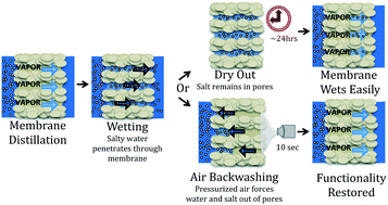 Graphical abstract: Reversing membrane wetting in membrane distillation: comparing dryout to backwashing with pressurized air