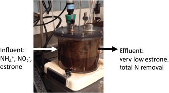 Graphical abstract: Estrone biodegradation in laboratory-scale systems designed for total nitrogen removal from wastewater