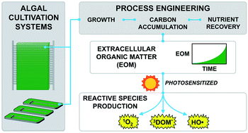 Graphical abstract: Impact of growth phases on photochemically produced reactive species in the extracellular matrix of algal cultivation systems