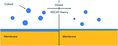 Graphical abstract: Effect of organic molecular weight distribution on membrane fouling in an ultrafiltration system with ozone oxidation from the perspective of interaction energy