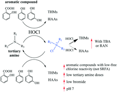 Graphical abstract: Role of tertiary amines in enhancing trihalomethane and haloacetic acid formation during chlorination of aromatic compounds and a natural organic matter extract