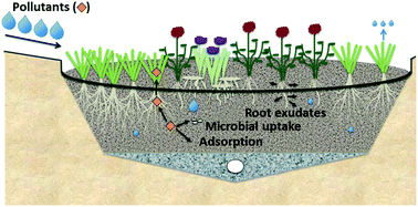 Graphical abstract: Emerging investigator series: the role of vegetation in bioretention for stormwater treatment in the built environment: pollutant removal, hydrologic function, and ancillary benefits
