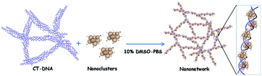 Graphical abstract: Chiral self-assembly of fullerene clusters on CT-DNA templates