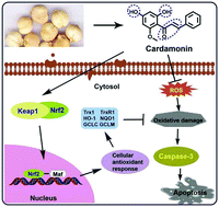 Graphical abstract: Activation of Nrf2-driven antioxidant enzymes by cardamonin confers neuroprotection of PC12 cells against oxidative damage