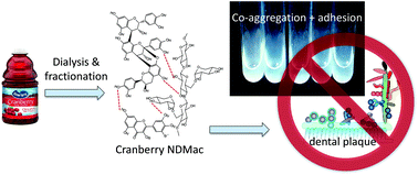  Characterization of non-dialyzable constituents from cranberry juice that inhibit adhesion, co-aggregation and biofilm formation by oral bacteria
