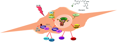 Graphical abstract: Oleuropein down-regulated IL-1β-induced inflammation and oxidative stress in human synovial fibroblast cell line SW982
