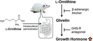 Graphical abstract: l-Ornithine stimulates growth hormone release in a manner dependent on the ghrelin system