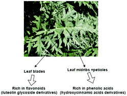 Graphical abstract: Leaf parts from Greek artichoke genotypes as a good source of bioactive compounds and antioxidants