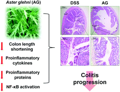 Graphical abstract: Anti-inflammatory effects of an ethanol extract of Aster glehni via inhibition of NF-κB activation in mice with DSS-induced colitis