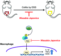 Graphical abstract: Wasabia japonica is a potential functional food to prevent colitis via inhibiting the NF-κB signaling pathway