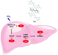 Graphical abstract: Protective effects of theasinensin A against carbon tetrachloride-induced liver injury in mice