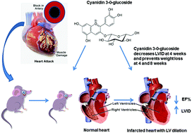 Graphical abstract: Effects of cyanidin 3-0-glucoside on cardiac structure and function in an animal model of myocardial infarction