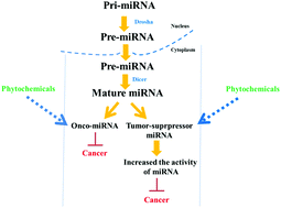 Graphical abstract: Role of phytochemicals in the modulation of miRNA expression in cancer